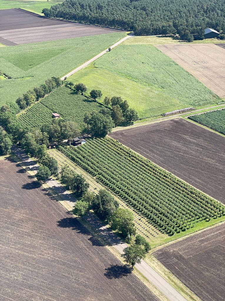 Luftaufnahme der Heidelbeerplantage mit geraden Strauchreihen und umliegenden Feldern